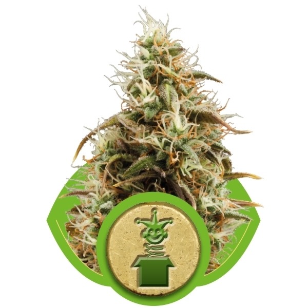 Royal Jack Automatic - fem. a samonakvétací semienka 3ks Royal Queen Seeds