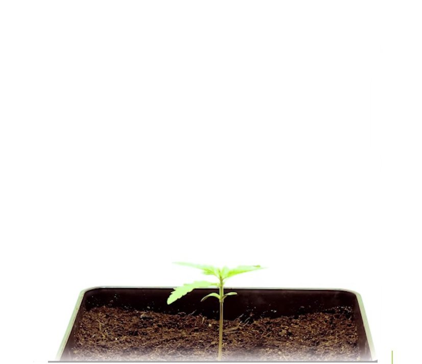 StarRyder autoflowering semínka 3ks Dutch Passion