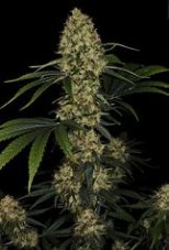 Paradise Seeds Sunset Paradise feminisierte Samen