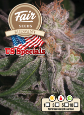 Fair Seeds Budmint feminizované semená
