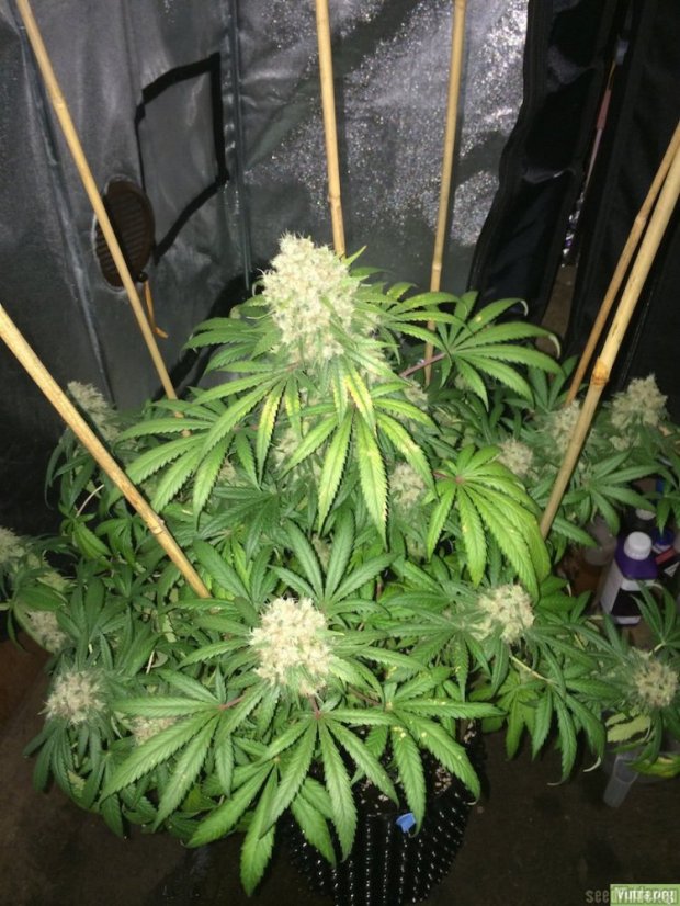 Super Silver Haze 3 ks feminizované semienka Dinafem