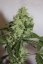 Northern Lights N.5 x Haze 10 ks štandardizované feminizované semená Sensi Seeds