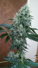 Holy Smoke Seeds Guide Dawg nasiona feminizowane