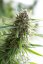 Critical Mass CBD - feminizované semienka 10ks Dinafem
