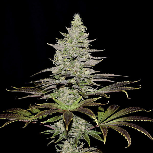 Somango XL - nasiona feminizowane 3 szt Royal Queen Seeds