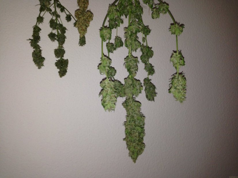 Magic Bud 3 ks, feminizované semená Paradise Seeds