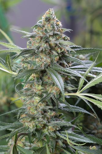 OG Kush CBD - feminizovaná semínka 10 ks Dinafem