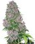 Purple Bud - феминизирани семена от канабис 3 бр, Sensi Seeds