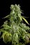Blue Cheese Automatic - fem. a autoflowering semienka 10ks Dinafem