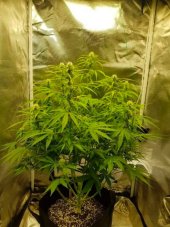 Gelat.OG Auto - autoflowering Hanfsamen 3 Stück, Seedsman