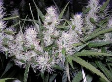 Master Kush - feminizovaná semena 10 ks Dutch Passion