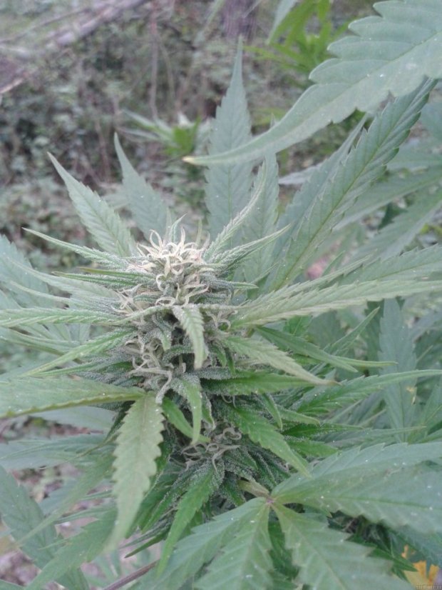 High Level - 6ks feminizovaná semená Eva Seeds