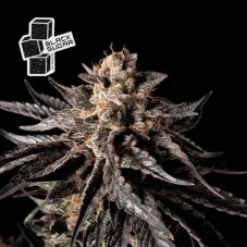 Black Sugar - semi di marijuana femminizzati 5pz, Seedsman