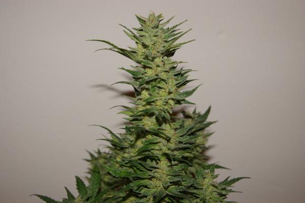 AutoXtreme® - autoflowering Seeds 3 pcs Dutch Passion