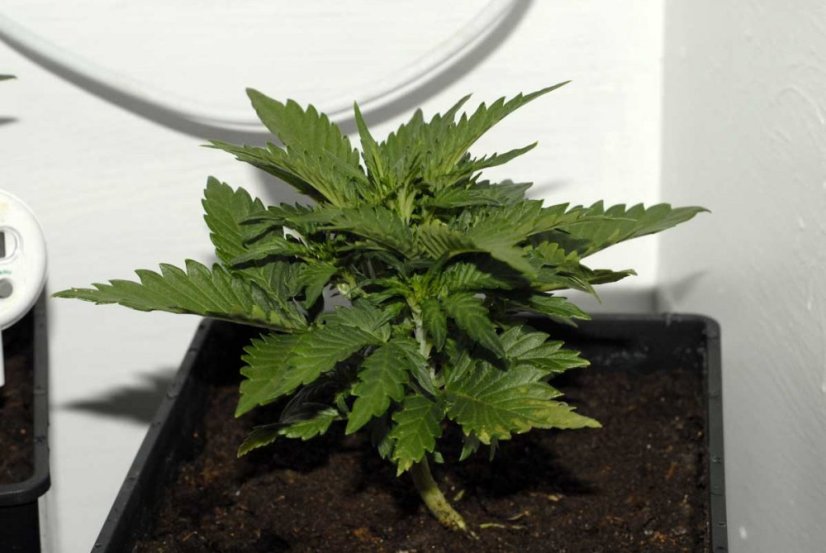 Sweet Cheese Auto – 5 ks autoflowering semínek  Sweet Seeds