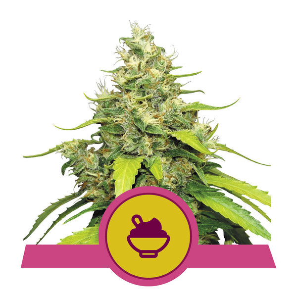 Blue Gelato - feminized seeds 10 pcs Royal Queen Seeds