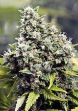 DNA Genetics Grape LA limitovaná edícia, feminizované semená, 6 ks