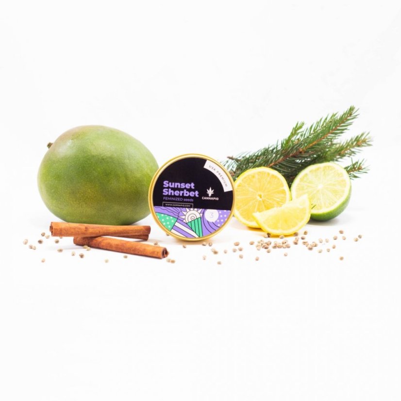 Sunset Sherbet - nasiona feminizowane 3 szt Cannapio