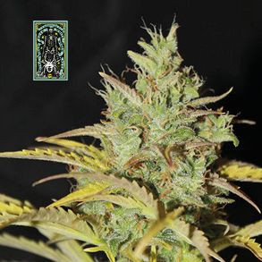 White Widow fast version - feminizovaná semena konopí 3ks, Seedsman