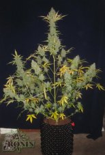 Weiße Witwe XXL Auto - fem. und autoflowering samen 5 stücke Dinafem
