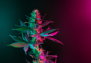 Kush - odrůda prémiové kvality s léčivými účinky