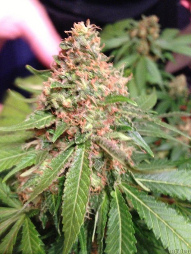 Blue Widow - 5 feminizowanych nasion Dinafem