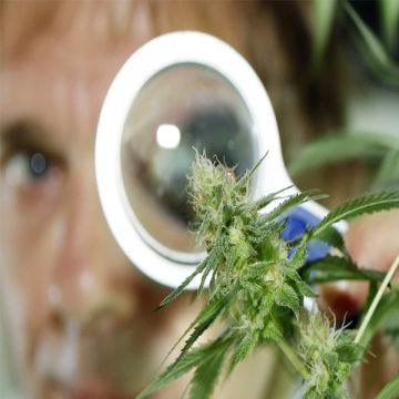 Dosierung von medizinischem Cannabis - Weniger ist mehr