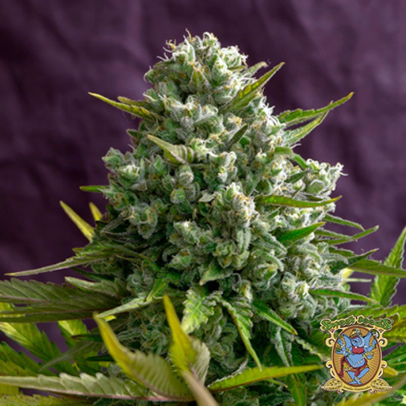 Cream 47 – feminizovaná semínka 3 ks Sweet Seeds