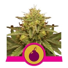 Royal Domina - semillas feminizadas 10pcs Royal Queen Seeds