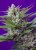 Speed Devil 2 Auto – 3 ks autoflowering semien RQS