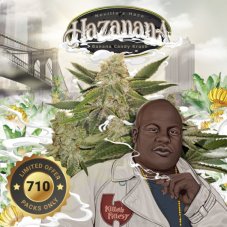 T.H. Seeds Hazanana nasiona feminizowane