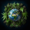 CANNABIS LEGALISATION: WHERE IS CANNABIS LEGAL?