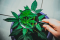 10 Most Common Myths About Cannabis and Their Explanations