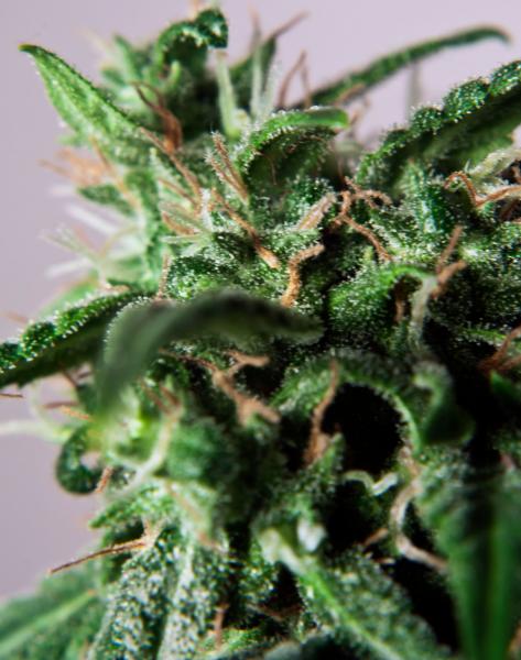 PolarLight  3®- autoflowering semienka 7ks Dutch Passion