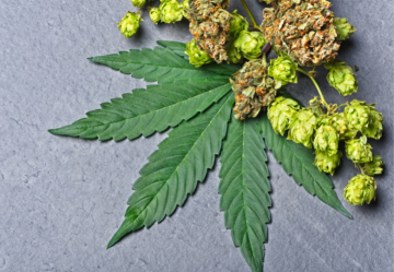 Humulene: Proprietà e Effetti del Terpene della Cannabis