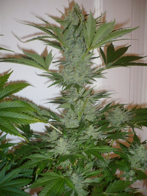 Northern Lights - semínka 10 ks standardizovaná Sensi Seeds