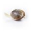 Fruit Spirit - feminizované semienka 3 ks Royal Queen Seeds