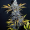 Therapeutic Cannabinoids 1: CBD and THCV