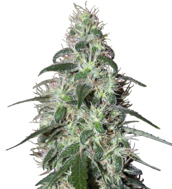 Pulsar  – 5 feminizovaných semien Budha Seeds
