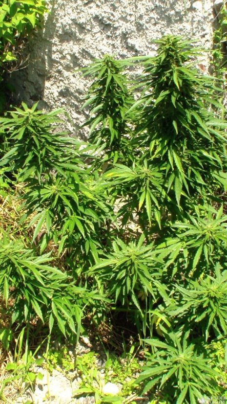 Auto Jack - feminizovaná a autoflowering semienka 5ks Paradise Seeds
