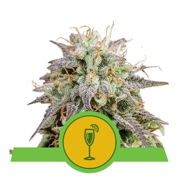 Mimosa Automatic - fem. and self-flowering seeds 10 pcs Royal Queen Seeds