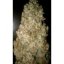 Auto Wappa - samonakvétací semínka 5 ks Paradise Seeds