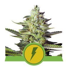 North Thunderfuck Automatic - autoflowering Samen 3 Stück Royal Queen Seeds