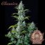 Buddha Autoflowering Critical, 3 ks, Buddha Seeds