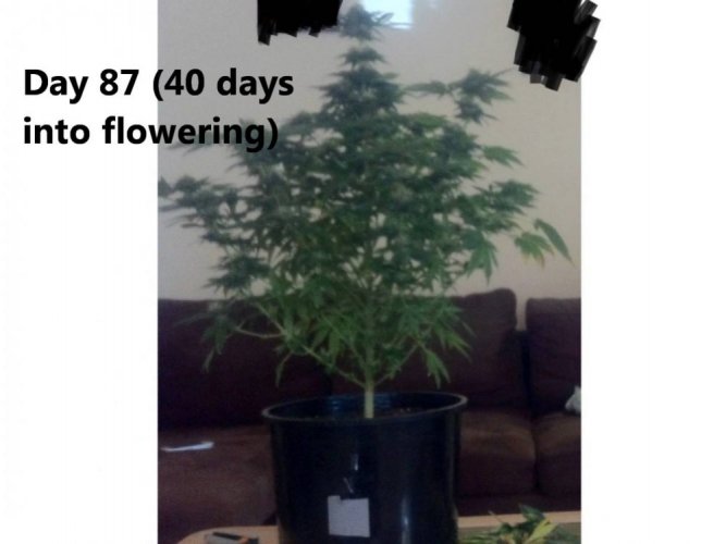 White Widow - feminizowane nasiona 5 szt. Ministry of Cannabis