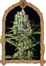 Quick Mass - feminizované semená, 5 ks, Exotic Seed