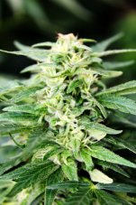 Deepforest - autoflowering seeds 5 pcs, Doctor's Choice