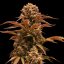 Purple Ryder - autoflowering Samen 3 Stück, Doctor's Choice