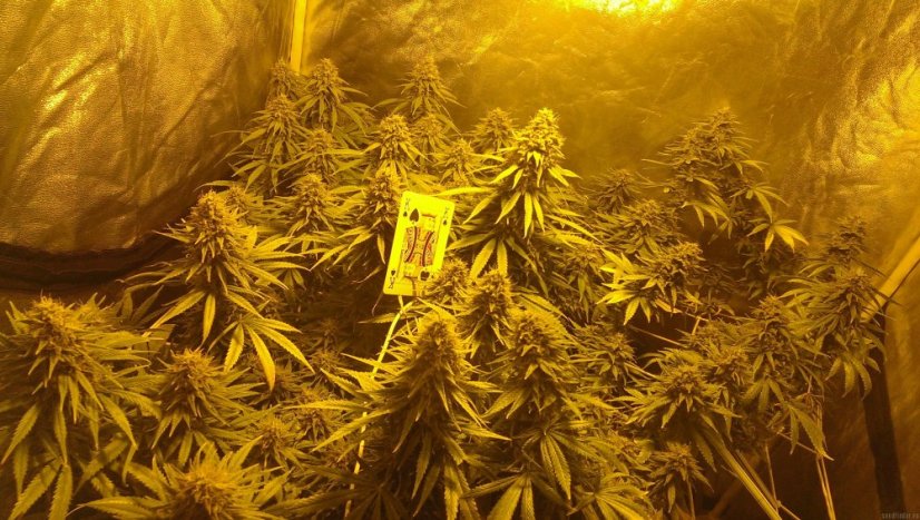 Tangerine Dream – feminizovaná semínka 5 ks Barney Farms