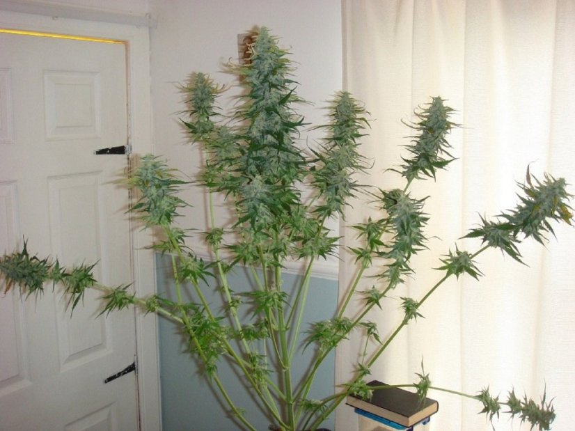 Mohan Ram Auto - autoflowering seeds 5 pcs Sweet Seeds